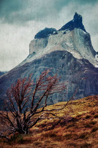 View of trees on mountain