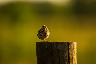 Close-up of bird perching on wooden post