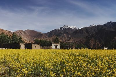 Yellow flowers growing on field by mountains against sky