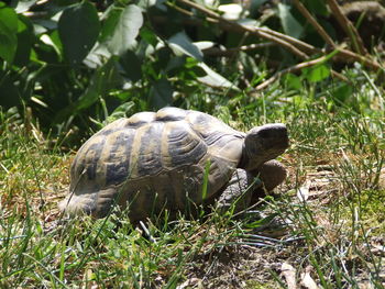 Side view of a turtle on field