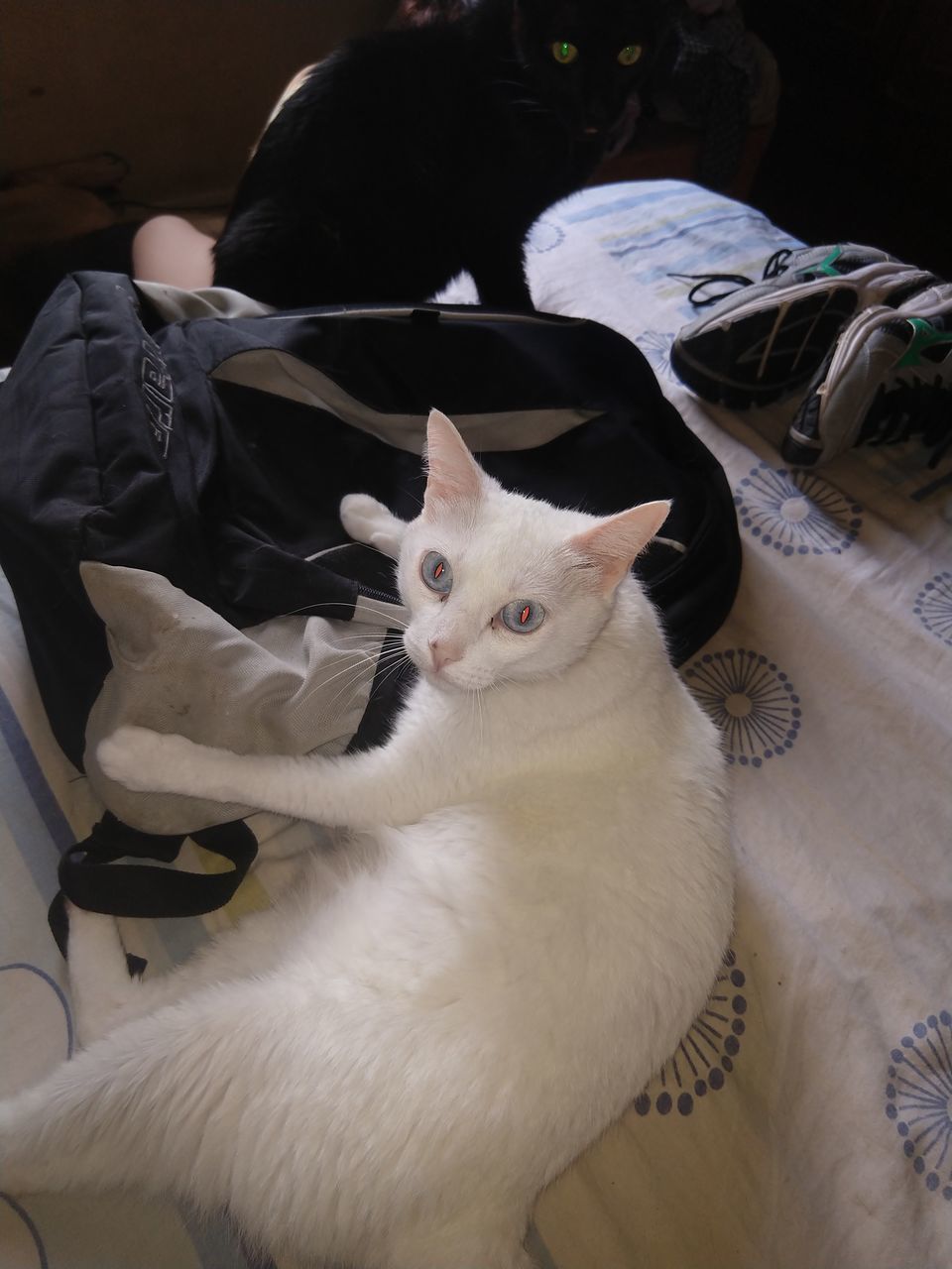 HIGH ANGLE VIEW OF CAT RELAXING ON BED