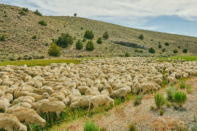 Herd of sheep grazing in a pasture near bodie in northern california.