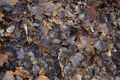 Full frame shot of leaves