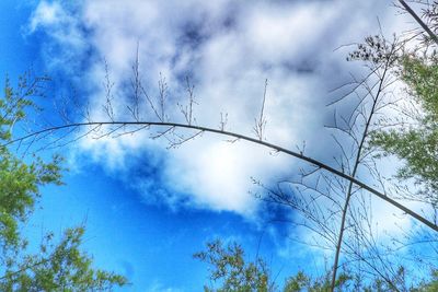 Low angle view of trees against sky