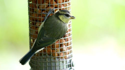 Close-up of bird perching on wall