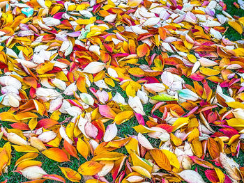 Full frame shot of multi colored leaves