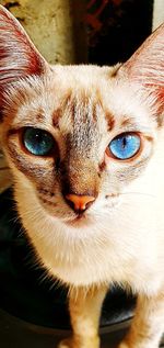 Close-up portrait of a cat