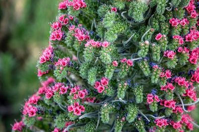 Close-up of pink flowering plants