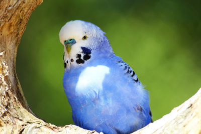 Close-up of blue parrot perching on branch