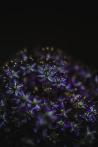 Close-up of purple flowers blooming outdoors