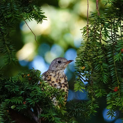 Bird perching on pine tree