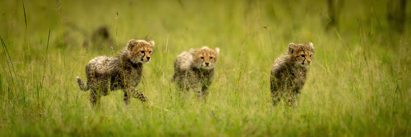 Panorama of three cheetah cubs walking together