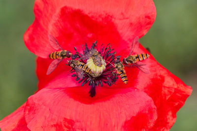 Close-up of hoverflies pollinating red poppy flower