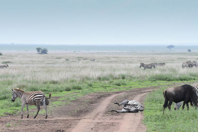 Zebras on land against sky