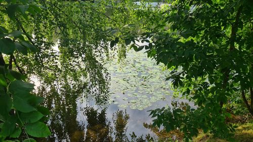 Scenic view of lake by trees in forest