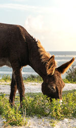 View of a horse on field