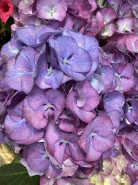 Close-up of pink hydrangea flowers