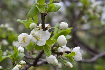 Close-up of white flowers on branch