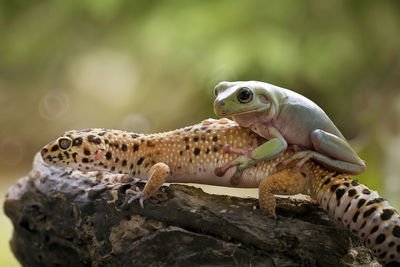 Close-up of lizard and frog