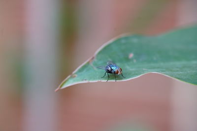 Close-up of house-fly on leaf