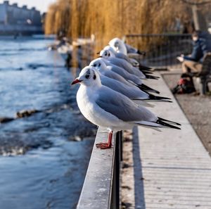 Seagull perching on wooden post