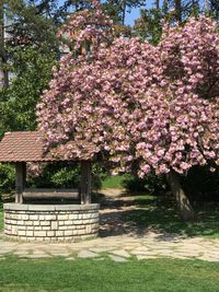 View of flower tree