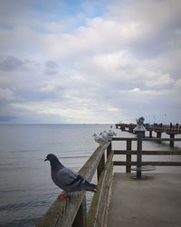 Bird perching on beach against sky