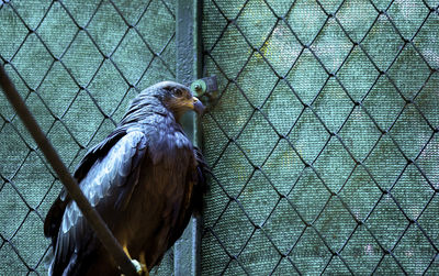 African fish eagle, harrier hawk bird in a zoo