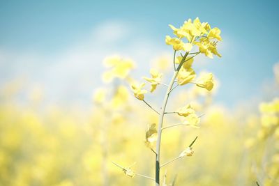 Close-up of yellow flowers