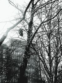 Low angle view of bare tree against sky