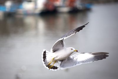 Seagull flying