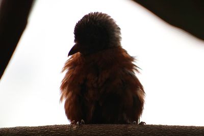 Close-up of a bird