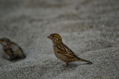 Close-up of a bird