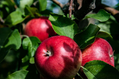 Close-up of apples on plant