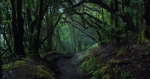 Mystic laurel tree forest with hiking trail in mist weather.