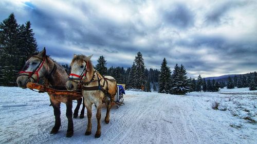 Horse cart on snow covered landscape