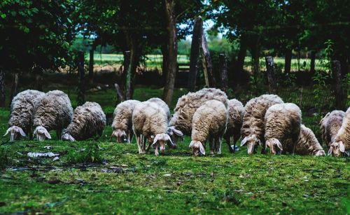 Sheep grazing on grassland