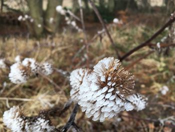 Close-up of snow on tree during winter