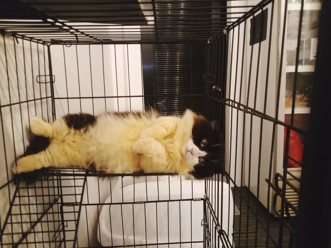 animal, animal themes, pet, cage, mammal, cat, one animal, domestic animals, animal shelter, dog crate, indoors, animals in captivity, no people, trapped, feline, dog, domestic cat, metal, carnivore