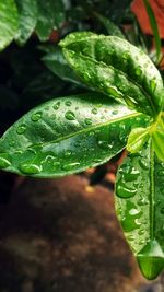 Close-up of raindrops on leaves