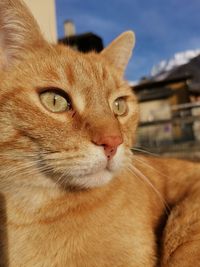 Close-up of a cat looking away