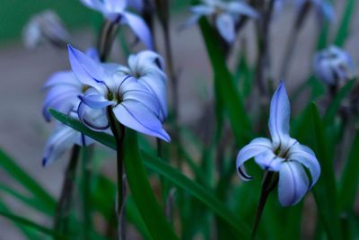 Close-up of purple flowering plants