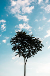 Low angle view of palm tree against sky