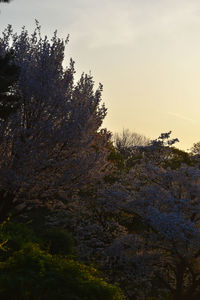 Close-up of tree against sky