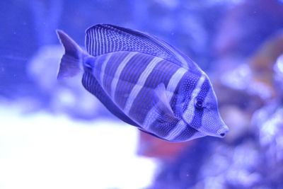 Close-up of fish swimming in aquarium