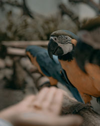 Hungry talkative parrots
