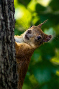 Close-up of squirrel on tree trunk