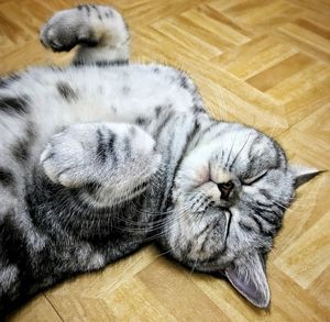 High angle view of cat sleeping on hardwood floor