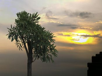 Close-up of tree against sky at sunset