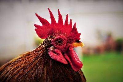 Close-up of rooster